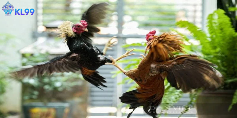 Cách phân biệt nền tảng đá gà uy tín với địa chỉ lừa đảo.