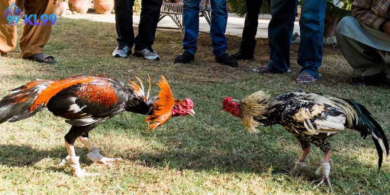 Đánh giá dựa trên khía cạnh kỹ thuật và kinh nghiệm thực chiến.