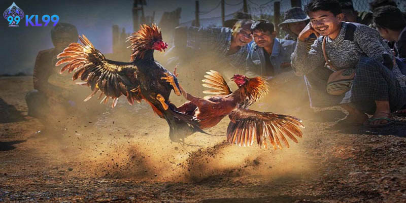 Lịch sử chọi kê ảnh hưởng đến nền tảng thế nào