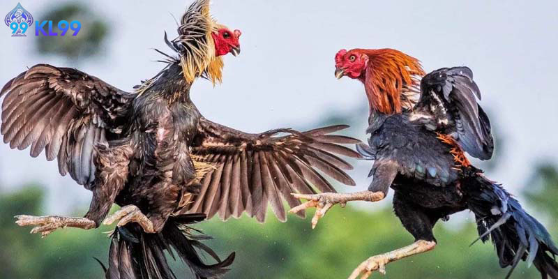 Những yếu tố tạo nên sức hút riêng biệt của trường gà Thomo