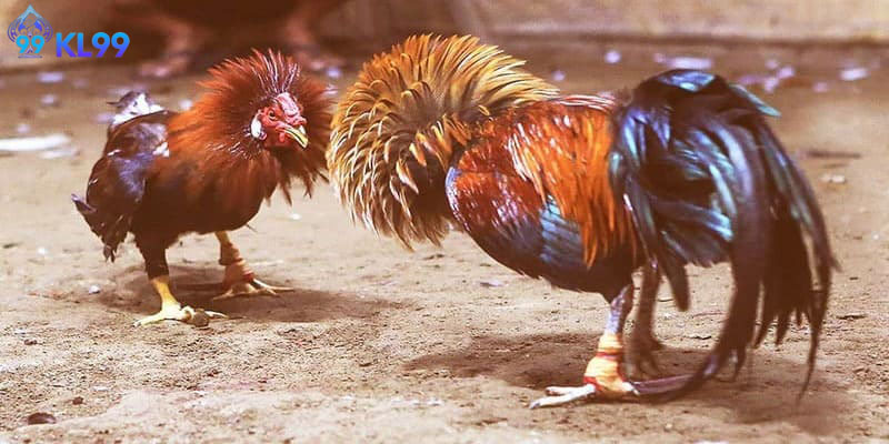Phong độ thể chất chiến kê cùng yếu tố sân bãi