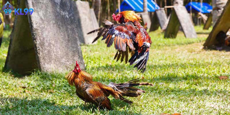 Tổng quan về văn hóa đá gà